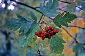 Attēlu rezultāti vaicājumam “Sorbus hybrida”