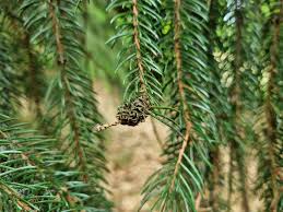 Attēlu rezultāti vaicājumam “Adelges laricis”