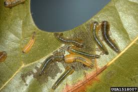 Attēlu rezultāti vaicājumam “Caliroa annulipes larva”