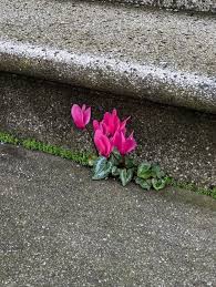 Image result for Cyclamen persicum