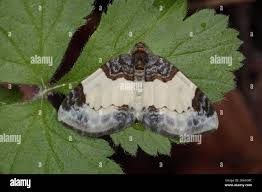 Attēlu rezultāti vaicājumam “Mesoleuca albicillata”