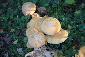 Attēlu rezultāti vaicājumam “Neocudoniella albiceps”