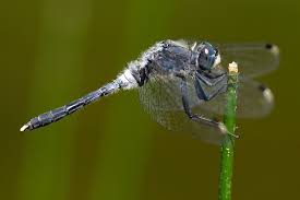Attēlu rezultāti vaicājumam “Leucorrhinia albifrons”