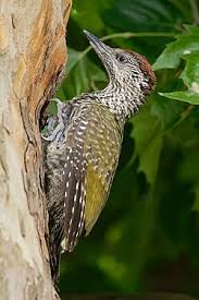 Attēlu rezultāti vaicājumam “Picus viridis”