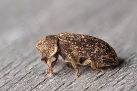 Attēlu rezultāti vaicājumam “Anobiidae”