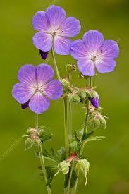 Attēlu rezultāti vaicājumam “Geranium pratense”