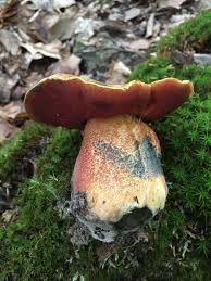 Attēlu rezultāti vaicājumam “Sutorius luridiformis”