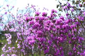 Attēlu rezultāti vaicājumam “Rhododendron sichotense”