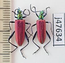 Attēlu rezultāti vaicājumam “Oedemeridae”