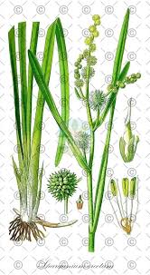 Attēlu rezultāti vaicājumam “Sparganium minimum fruit”