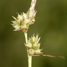 Attēlu rezultāti vaicājumam “Carex globularis flower”