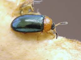 Attēlu rezultāti vaicājumam “Tetratoma fungorum”