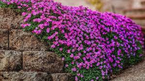 Attēlu rezultāti vaicājumam “Aubrieta deltoidea flower”
