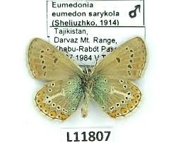 Attēlu rezultāti vaicājumam “Eumedonia eumedon”