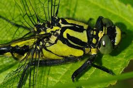 Attēlu rezultāti vaicājumam “Gomphus vulgatissimus”