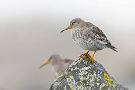 Attēlu rezultāti vaicājumam “Calidris maritima adult”