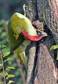 Attēlu rezultāti vaicājumam “Picus viridis”