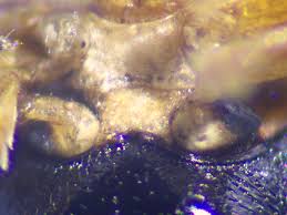 Attēlu rezultāti vaicājumam “Cryptocephalus pusillus”