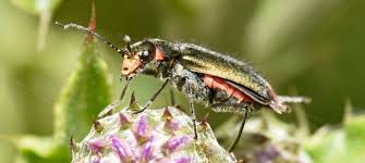 Attēlu rezultāti vaicājumam “Malachius bipustulatus”