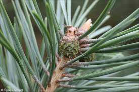 Attēlu rezultāti vaicājumam “Pinus sylvestris fruit”
