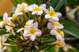 Attēlu rezultāti vaicājumam “Apocynaceae”