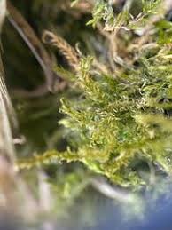 Attēlu rezultāti vaicājumam “Drepanocladus aduncus”