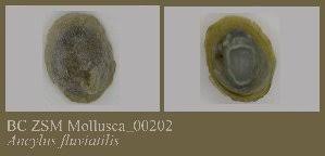 Attēlu rezultāti vaicājumam “Ancylus fluviatilis”