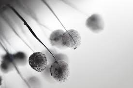 Attēlu rezultāti vaicājumam “Comatricha ellae macro”