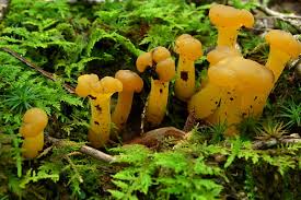 Attēlu rezultāti vaicājumam “Leotia lubrica”