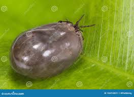 Attēlu rezultāti vaicājumam “Ixodes female”