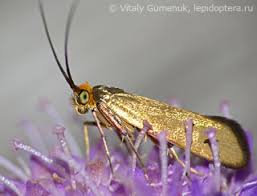 Attēlu rezultāti vaicājumam “Nemophora metallica”