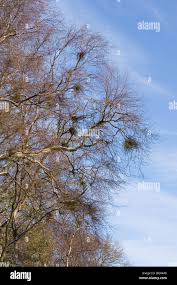 Attēlu rezultāti vaicājumam “Taphrina betulina”