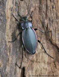 Attēlu rezultāti vaicājumam “Carabus violaceus”