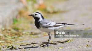 Image result for Motacilla alba