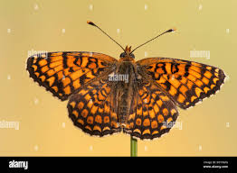 Attēlu rezultāti vaicājumam “Melitaea phoebe underside”