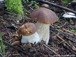 Attēlu rezultāti vaicājumam “Boletus edulis”