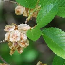Attēlu rezultāti vaicājumam “Ulmus laevis flower”