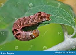 Attēlu rezultāti vaicājumam “Melanchra persicariae larva”