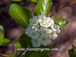 Attēlu rezultāti vaicājumam “Crataegus persimilis”