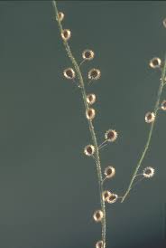 Attēlu rezultāti vaicājumam “Circaea lutetiana bud”