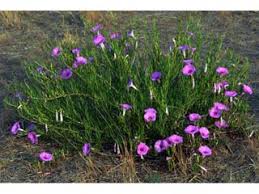 Image result for Ipomoea Lavender