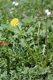 Attēlu rezultāti vaicājumam “Taraxacum officinale aggr.”