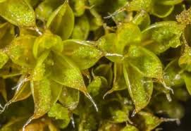 Attēlu rezultāti vaicājumam “Syntrichia latifolia”