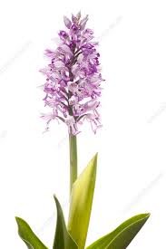Attēlu rezultāti vaicājumam “Orchis militaris”