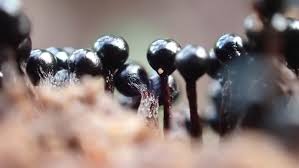 Attēlu rezultāti vaicājumam “Metatrichia floriformis spores”