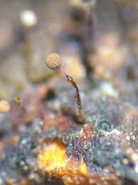 Attēlu rezultāti vaicājumam “Clastodermataceae”