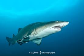 Image result for Carcharias