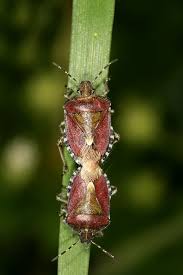 Attēlu rezultāti vaicājumam “Dolycoris baccarum”