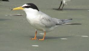 Attēlu rezultāti vaicājumam “Sternula albifrons”