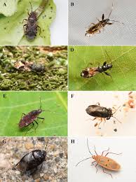 Attēlu rezultāti vaicājumam “Lygaeidae”